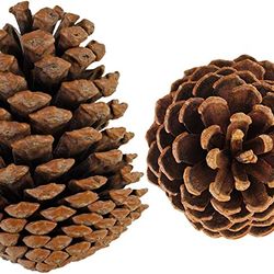 20 pine cones 3" to 4" high, perfect for DIY home decor needlework