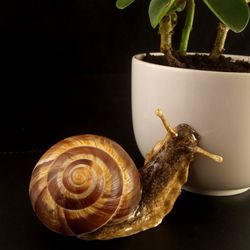 Snail realistic tabletop figurine. Slug decor of flower pot, terrarium. Personalized gift, a friend's prank