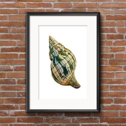 Banded tulip Seashell Watercolor illustration for printing Poster A2 Marine clipart Seashell on transparent background