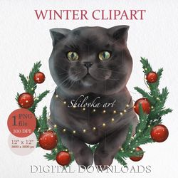 Scottish fold grey cat, Sublimation PNG. Clipart PNG. Digital download.