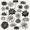 Succulent 20 Cactus BUNDLE.jpg