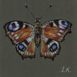 Peacock-eye Butterfly. Original colored pencil drawing 6x6''