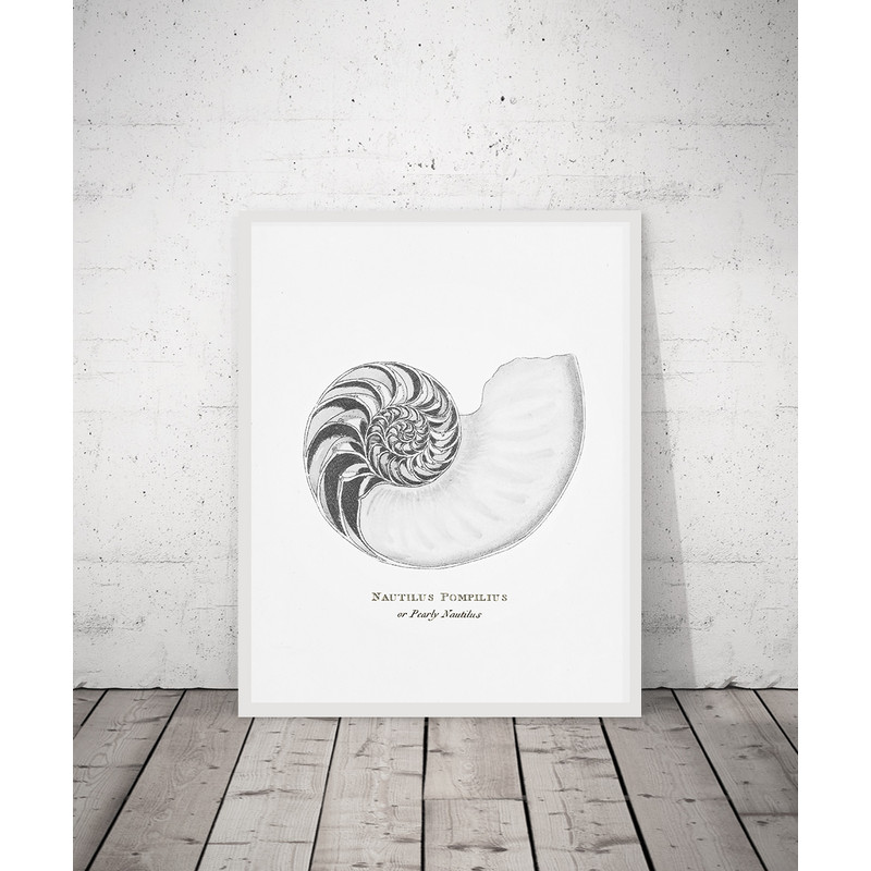 vintage-sea-shell-nautilus-pompilius-poster-prints bw.jpg