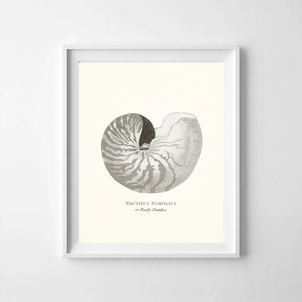 vintage-sea-shell-nautilus-pompilius-poster-prints-color-cremy3.jpg
