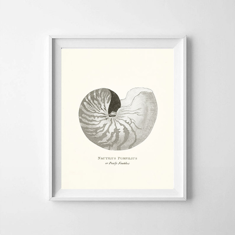 vintage-sea-shell-nautilus-pompilius-poster-prints-color-cremy3.jpg