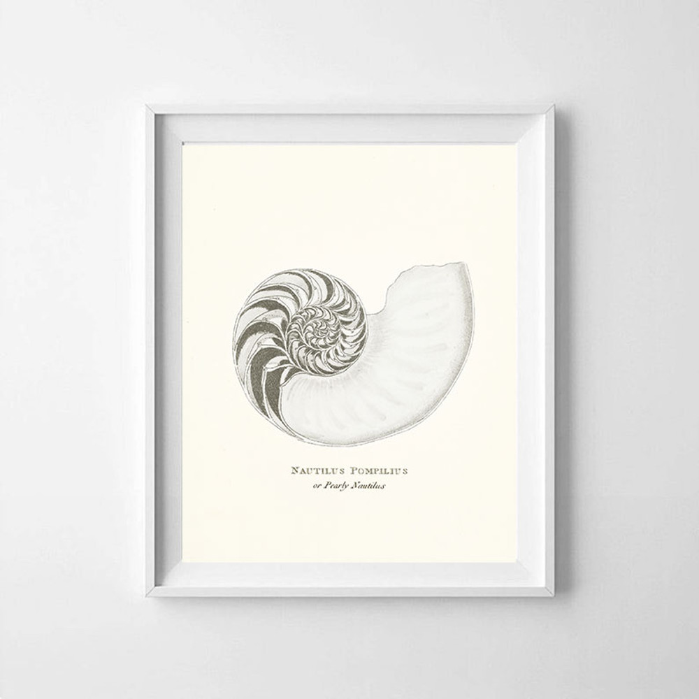 vintage-sea-shell-nautilus-pompilius-poster-prints-color-cremy2.jpg