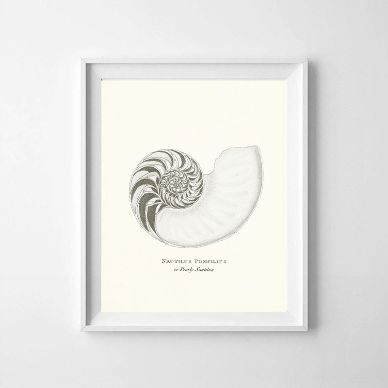 vintage-sea-shell-nautilus-pompilius-poster-prints-color-cremy2.jpg
