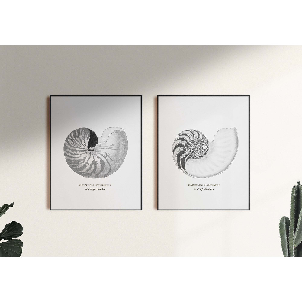 shell-set.jpg