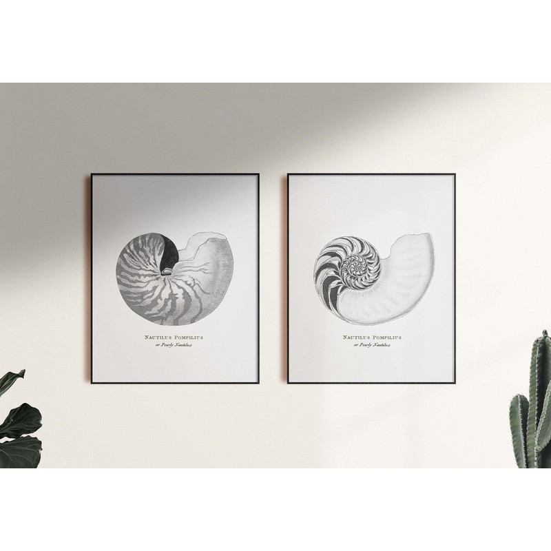 shell-set.jpg