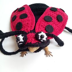 Ladybug bearded dragon costume, ladybug rat costume, ladybug Guinea pig costume