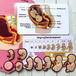 DEVELOPMENT HUMAN EMBRYO, Fetal development, Reproductive System, Anatomy Board, Human Body Medical Play Set