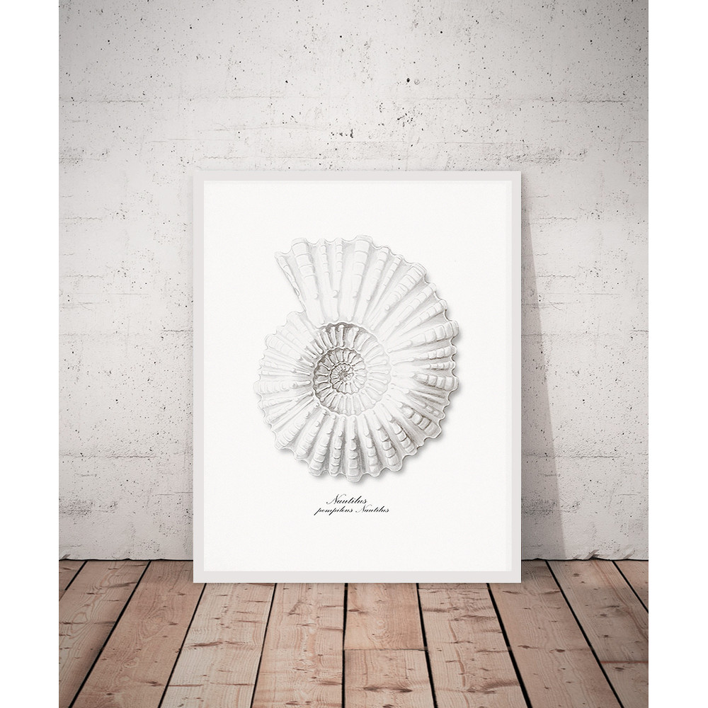 nautilus-shell-vintage.jpg