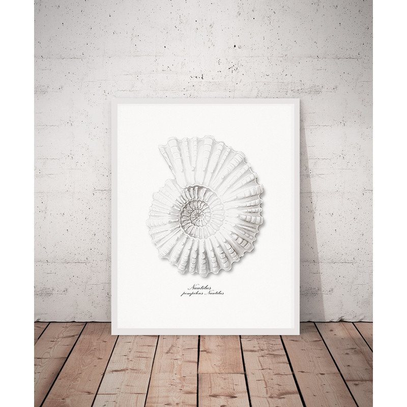 nautilus-shell-vintage.jpg
