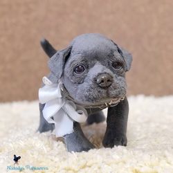 custom order Labrador realistic puppy