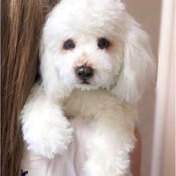 custom order  white poodle realistic puppy