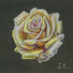 Cream rose. Original colored pencil drawing 6x6''