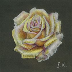 cream rose. original colored pencil drawing 6x6''