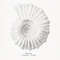 Vintage Sea Shell Nautilus Pompilius Print 8х10 prewiev.jpg