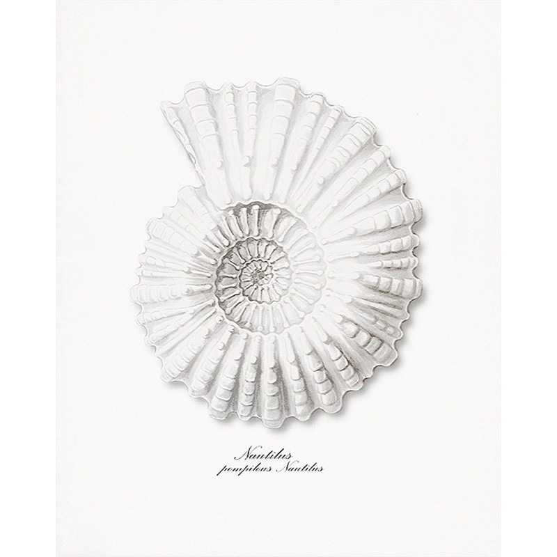 Vintage Sea Shell Nautilus Pompilius Print 8х10 prewiev.jpg