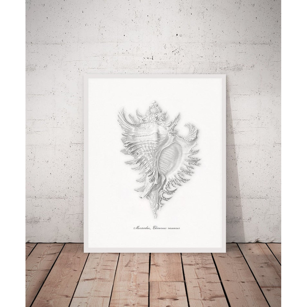 vintage sea shell.jpg