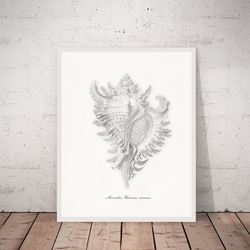 vintage sea shell print, seashell wall art, seashell print. printable wall art. 5x7, 8x10, 16x20 digital download