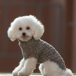 Comfortable clothes for a small dog. Back length 11 inches. Knitted sweater for a dog.