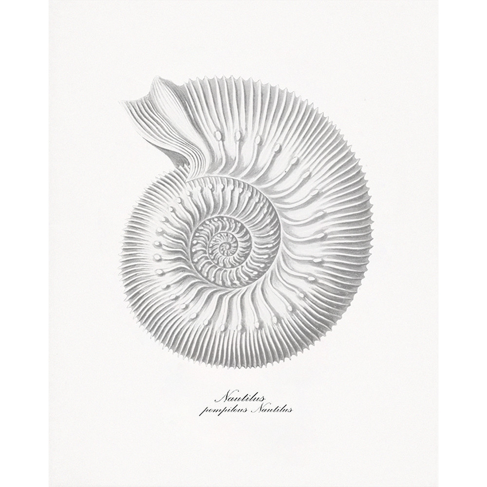 shell-sea.jpg