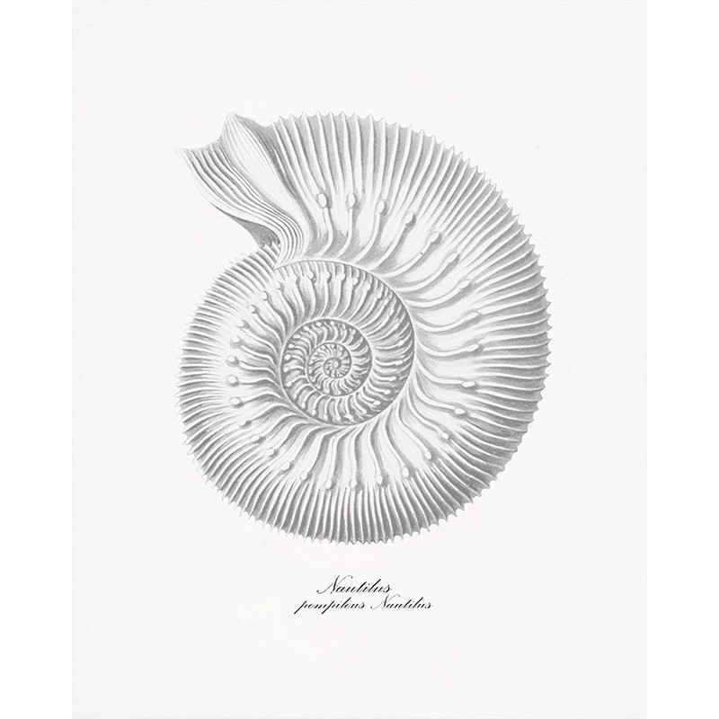 shell-sea.jpg