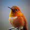 hummingbird-g9ae2e2843_1920.jpg