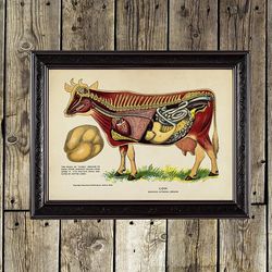 Cow Internal Organs. Vintage veterinary art print. Biology gift. Prints on canvas, birch plywood and handmade paper. 884