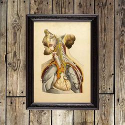 Vintage Human Anatomy reproduction. Internal organs print. 545.