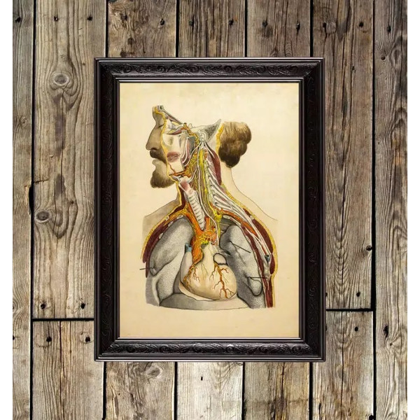 human-anatomy-internal-organs.jpg