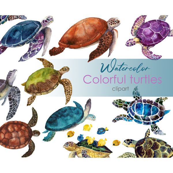 watercolor turtle illustration.jpg
