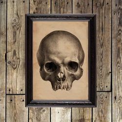 Human Skull. Reproduction in Medical style. Human anatomy print. Decoration for the office. Vintage wall decor. 670.