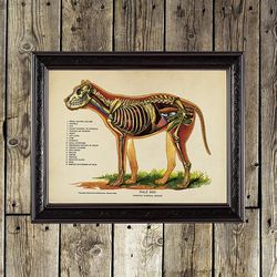 Dog Internal Organs. Medical print. Zoology home decor. Anatomy veterinary print. 882.