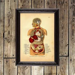 Internal Organs of the Human Body. Vintage medical reproduction. The human body anatomical art print. 219.
