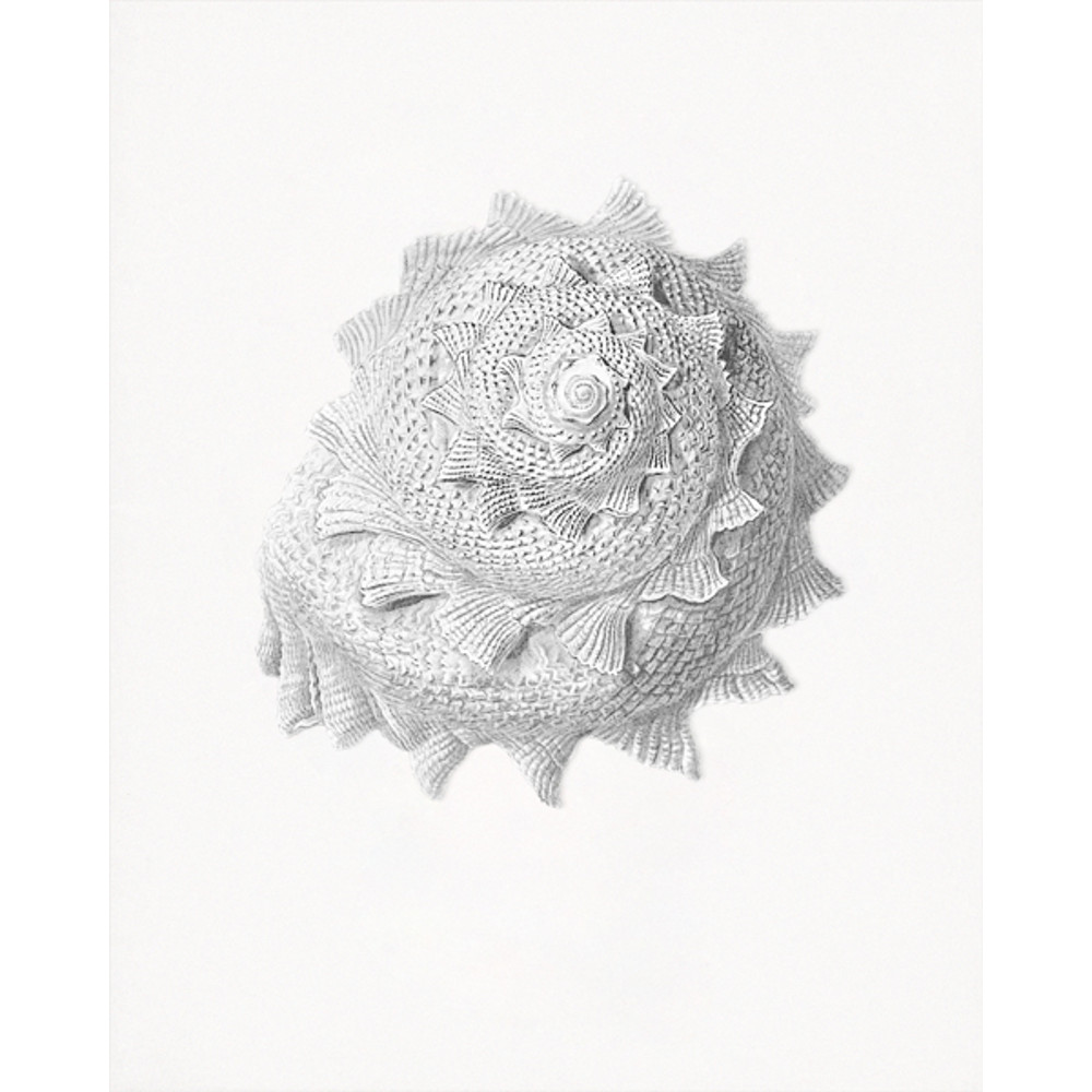 sea-shell-gekkel.jpg
