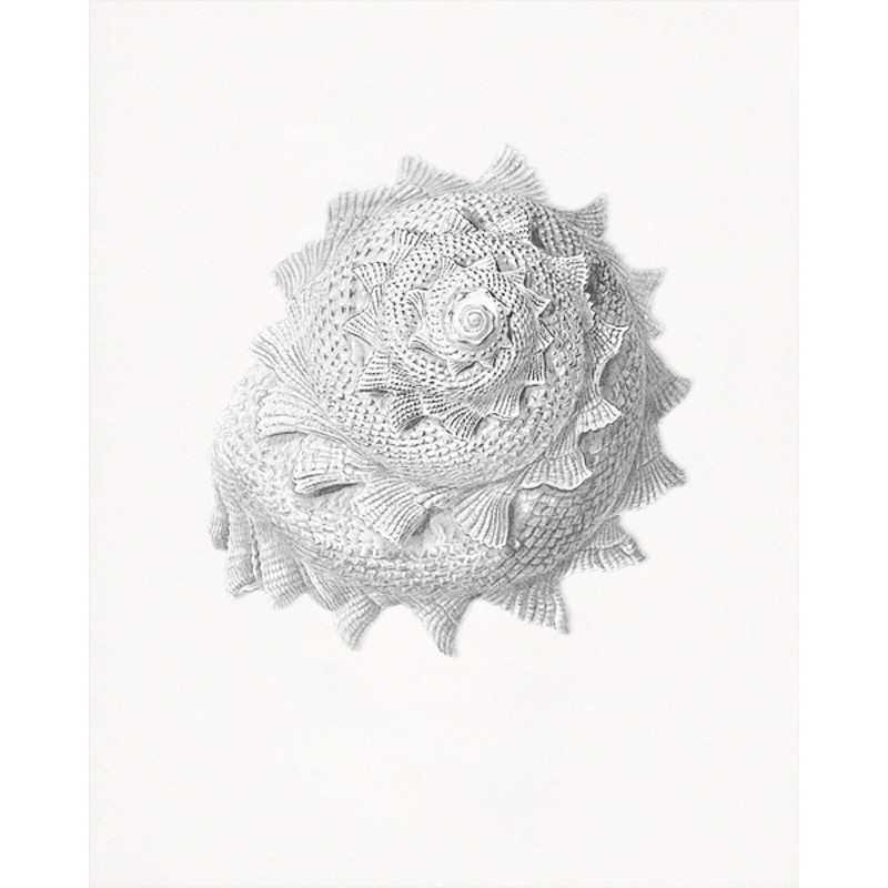 sea-shell-gekkel.jpg