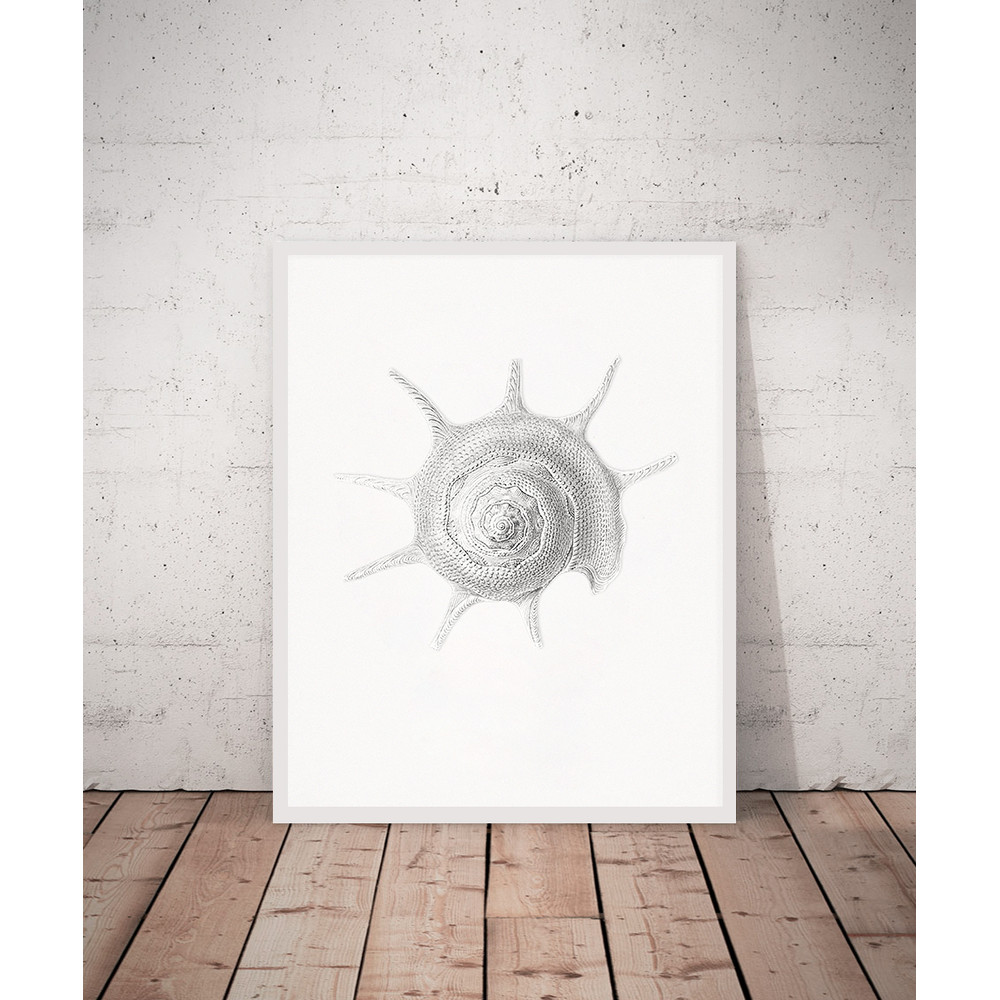 Haeckel-Prosobranchia-sea-shell-print.jpg