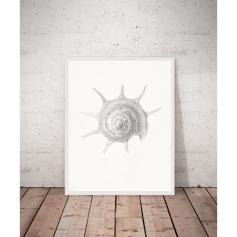 Haeckel-Prosobranchia-sea-shell-print.jpg