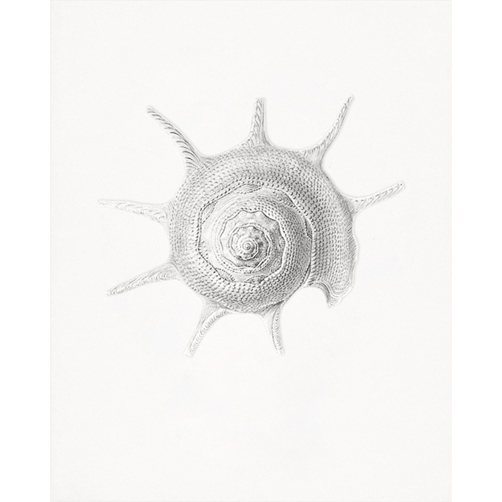 Haeckel-Prosobranchia-sea-shell.jpg