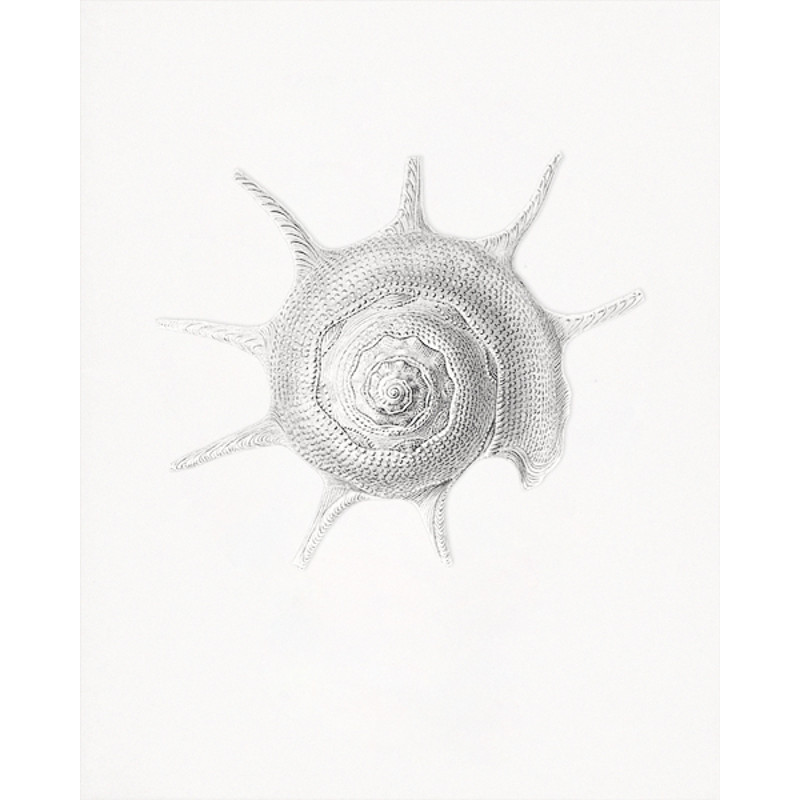 Haeckel-Prosobranchia-sea-shell.jpg