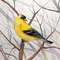 american goldfinch by Anne Gorywine