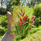tropical flower 5.jpg