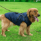 dogjacketharnessnavyblue (1).png