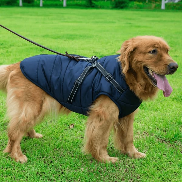 Best Dog Jogging Harness For Rainy Weather photo