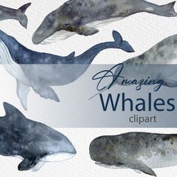 Watercolor Clipart Whale Art Digital. Hand drawn whales clipart set - blue whale, humpback whale, beluga, narwhal orca