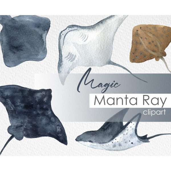 Watercolor manta ray .jpg
