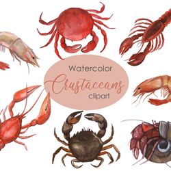 watercolor crustacean clipart. nautical clipart. hand drawn cute clipart crustacean theme with shrimp, crab, lobster