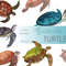 Watercolor turtle print.jpg